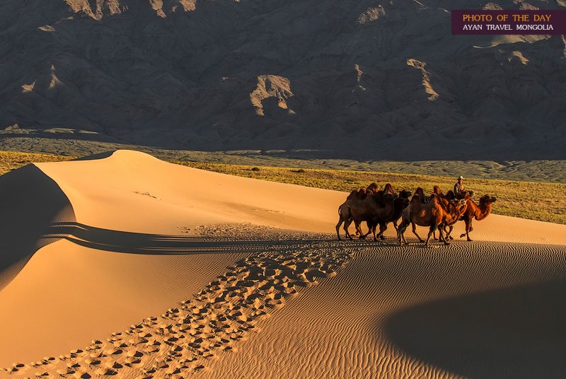Двугорбый верблюд в Монголии