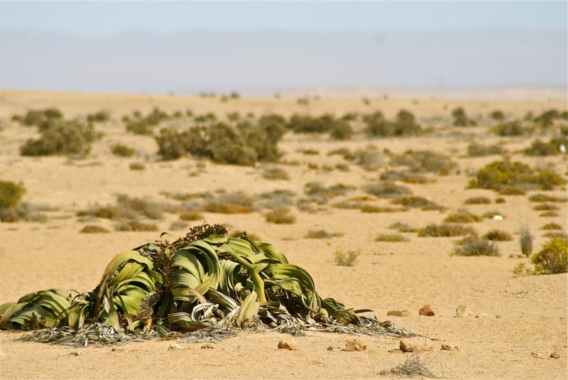 Пустыня Намиб растительность