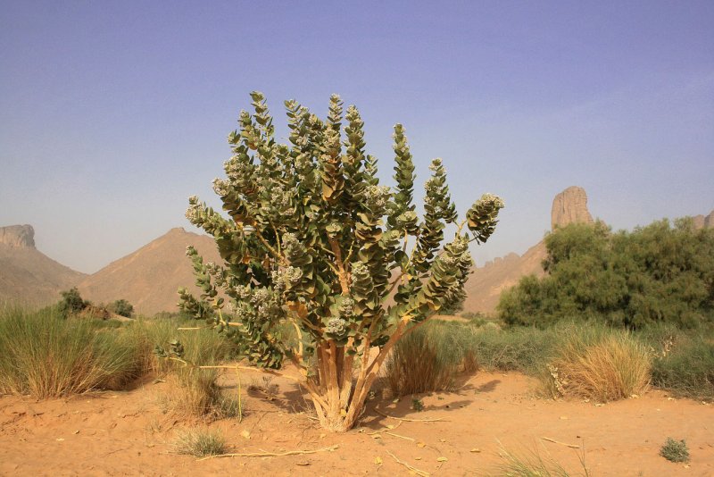 Ксерофитные кустарники Алжира