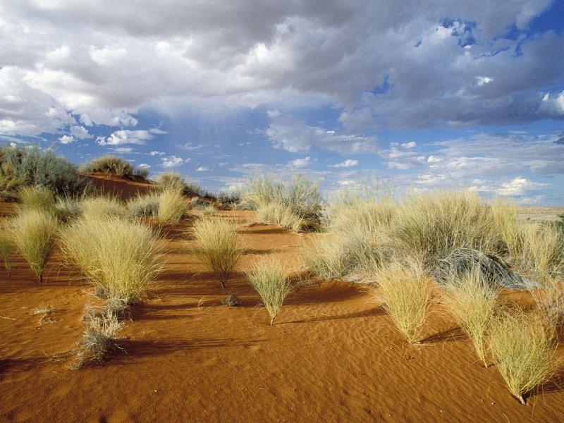 Пустыни и полупустыни Африки растительный мир