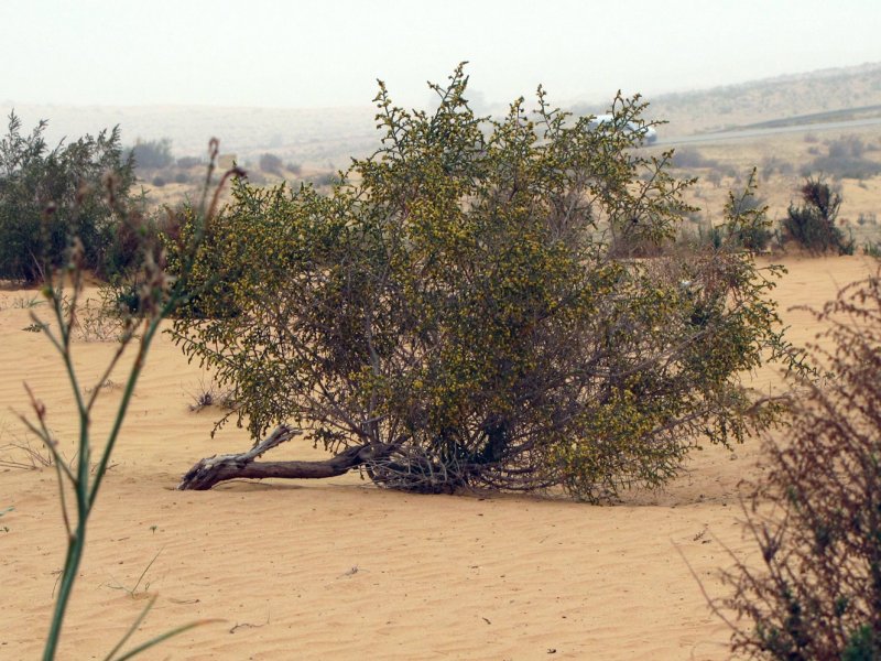 Цветущий саксаул пустыни