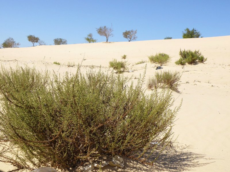 Селин растение пустыни