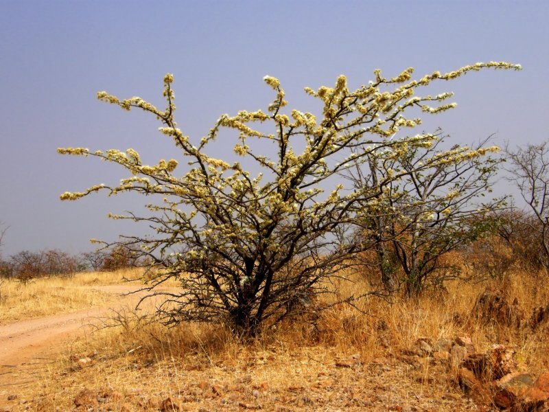 Анчар дерево в пустыне