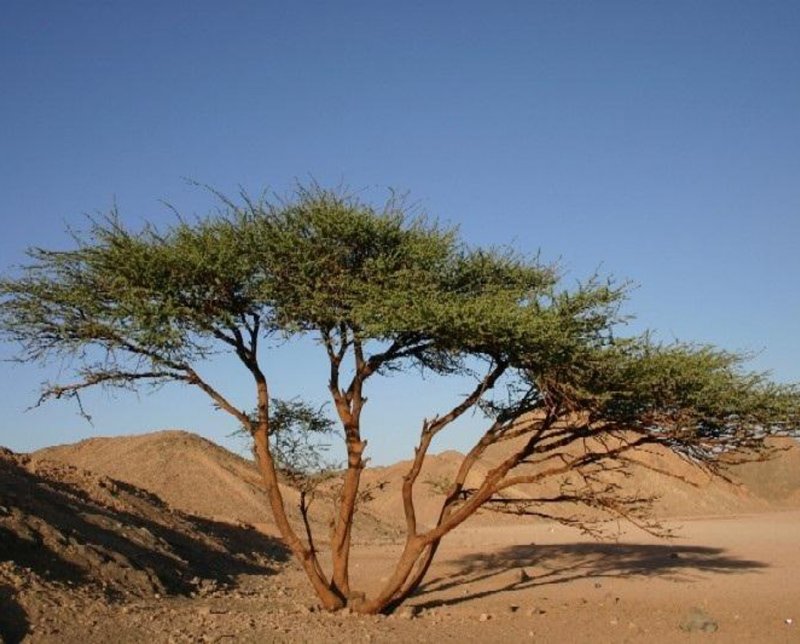Дерево саксаул в пустыне