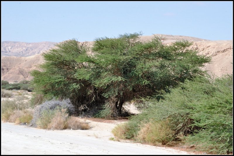 Растение саксаул в пустыне