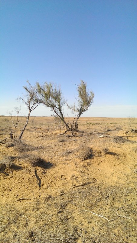 Саксаул растение пустыни фото