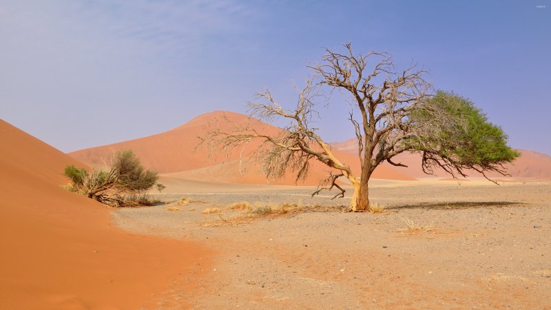Растения пустынь Песчаная Акация
