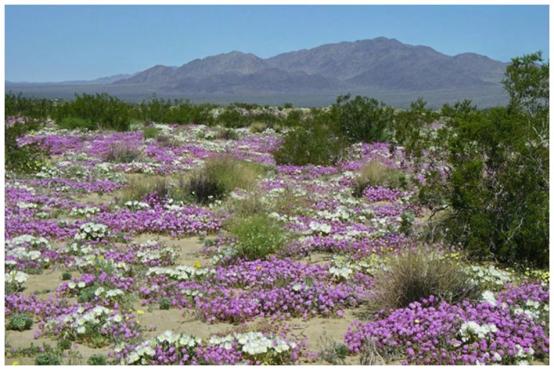 Пустыня Негев цветы