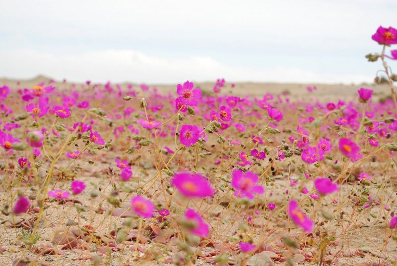 Растительный мир пустыни Атакама кактусы