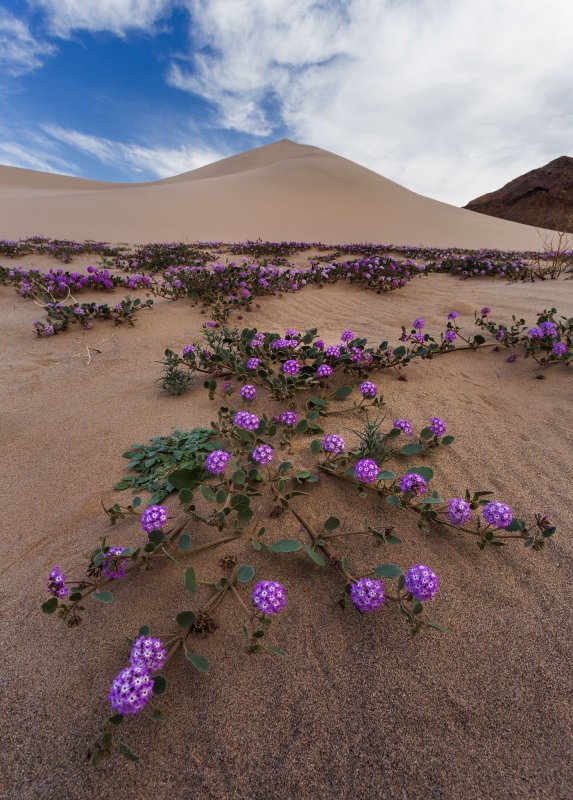 Цветы пустыни Негев