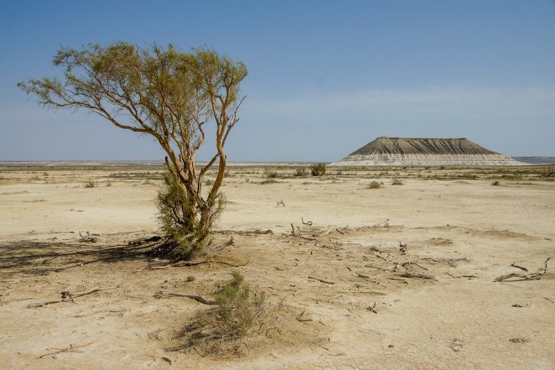 Растение саксаул в пустыне