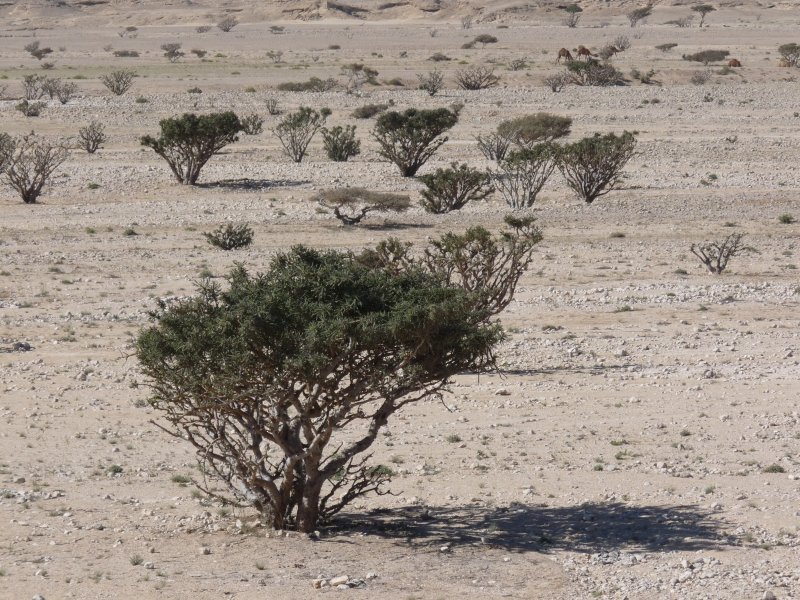 Пустынное железное дерево