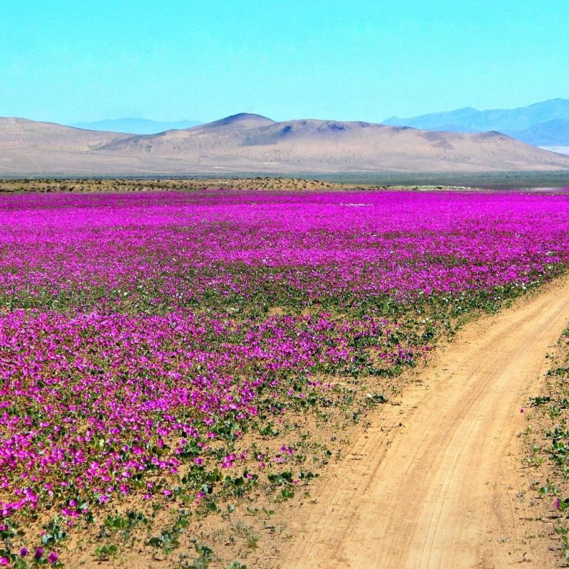 Цветы в пустыне Атакама