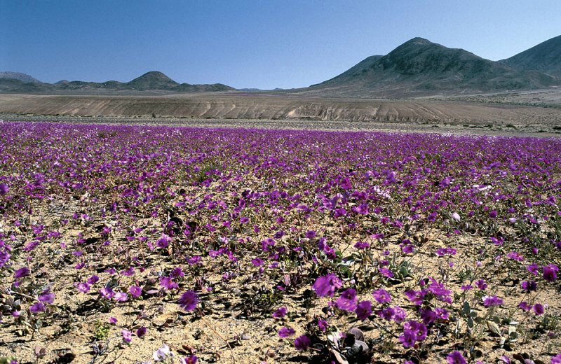 Пустыня Негев цветы