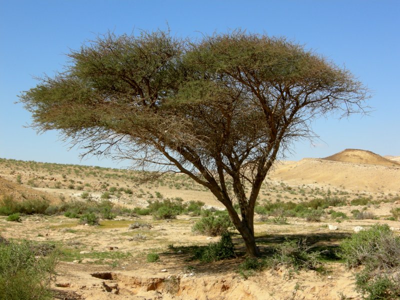 Дерево Ильма пустыни Гоби
