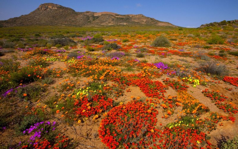 Цветы пустыни Атакама