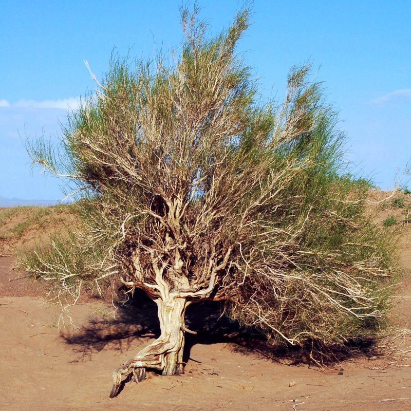 Дерево в пустыне Негев