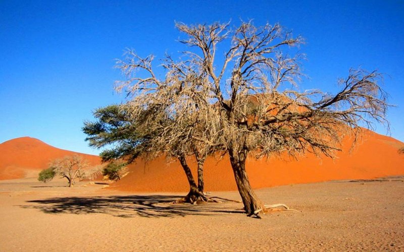 Растения пустыни Песчаная Акация