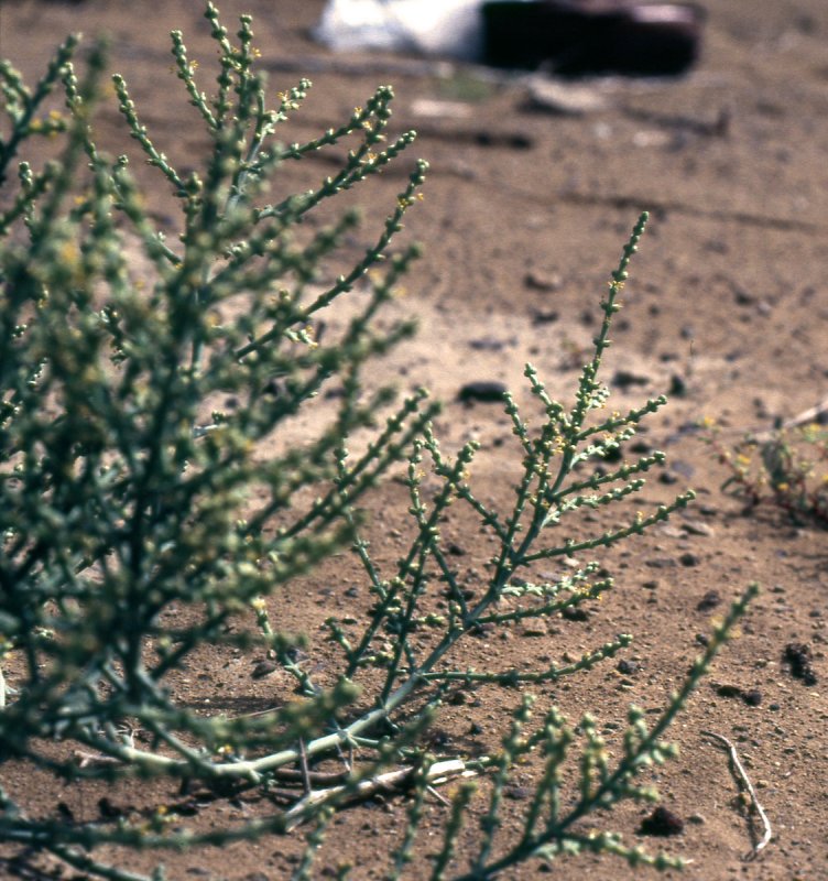Растения пустыни перекати поле