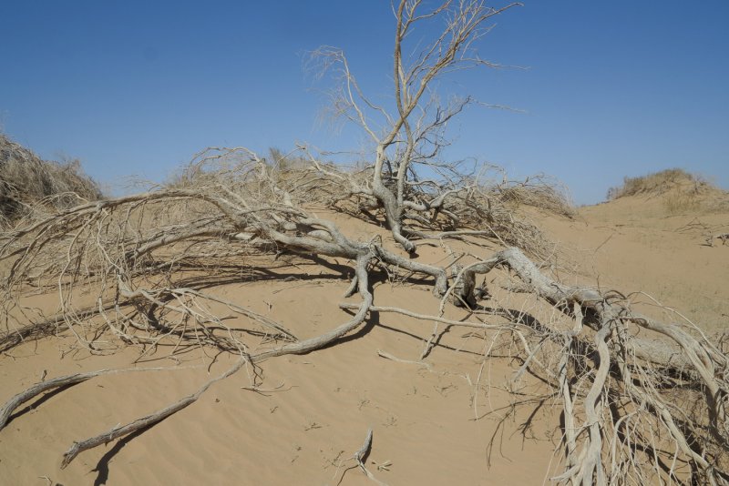 Пустынное дерево саксаул