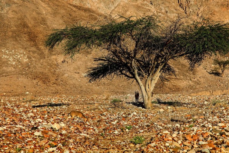 Дерево Тенере в пустыне