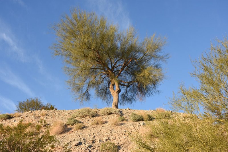 Саксаул дерево пустыни