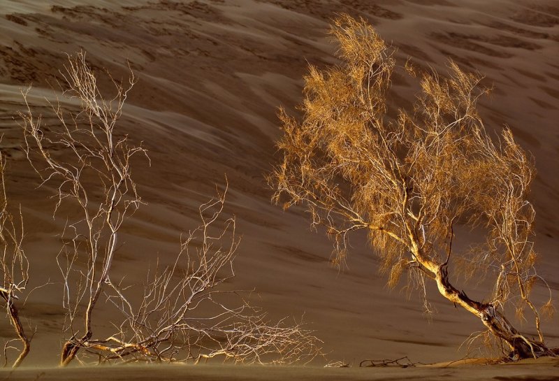 Пустынное дерево