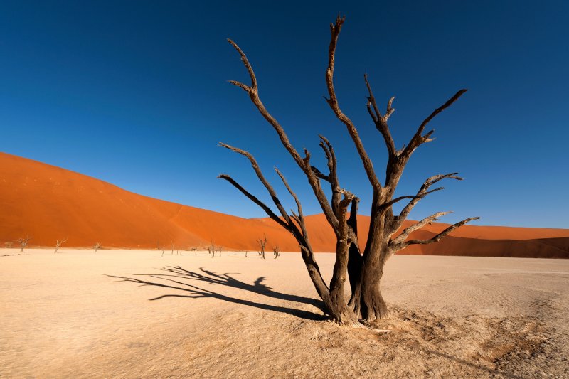 Высохшие деревья в пустыне