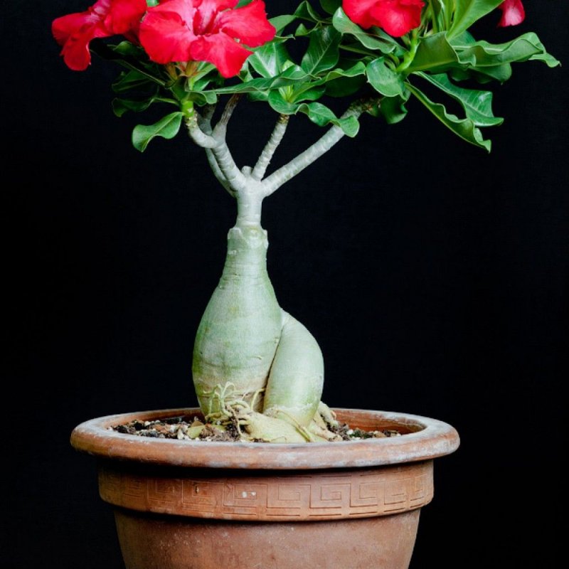 Адениум тучный пустынная роза