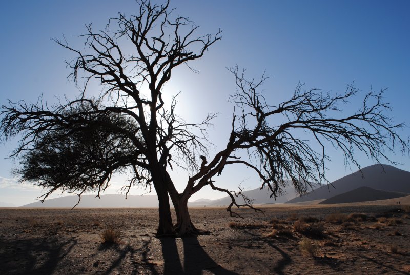 Намиб деревья