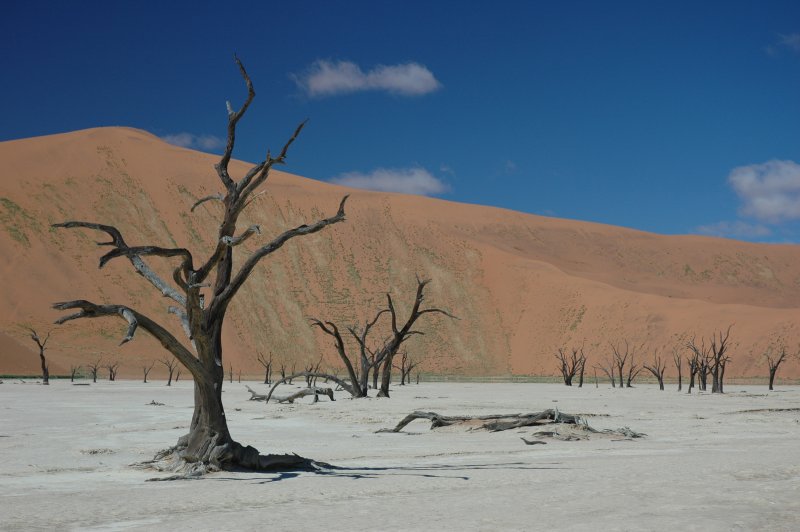 Пустыня Намиб мертвые деревья