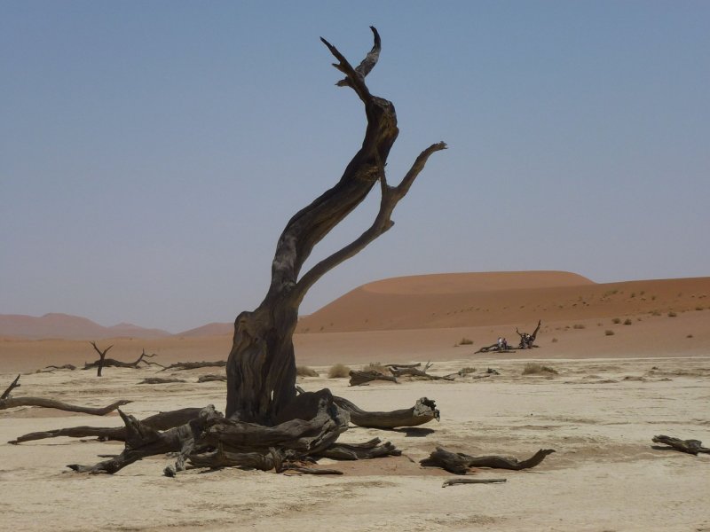Дерево в пустыне с извилистым стволом