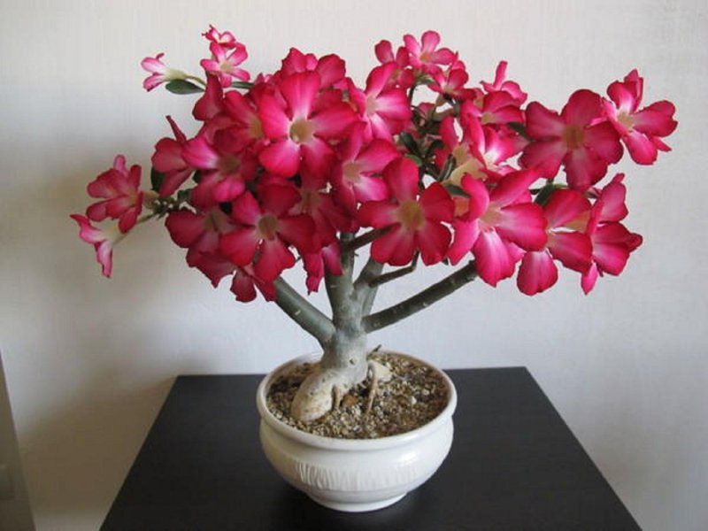 Цветок пустыни растение Адениум