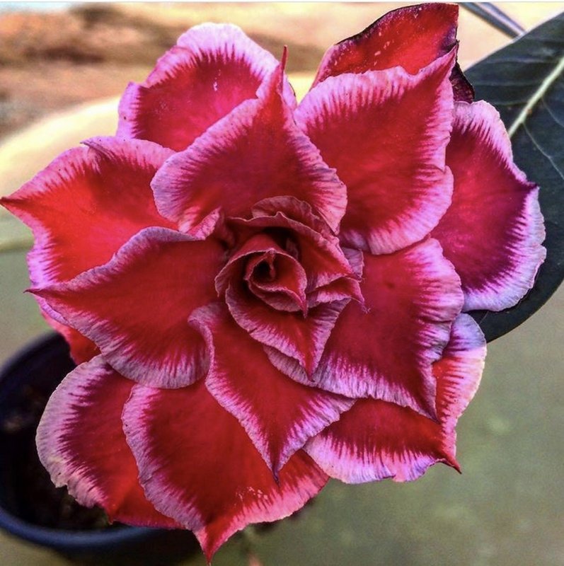 Пустынная роза Адениум