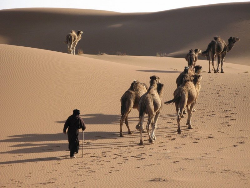 Караван верблюдов в пустыне