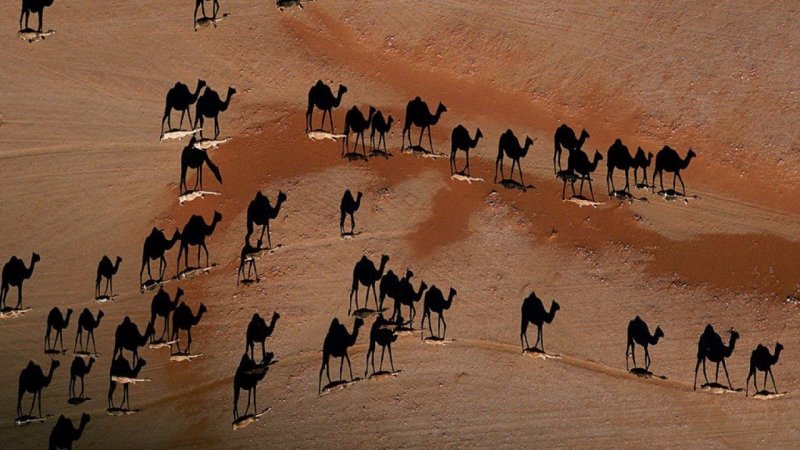 Верблюды и их тени