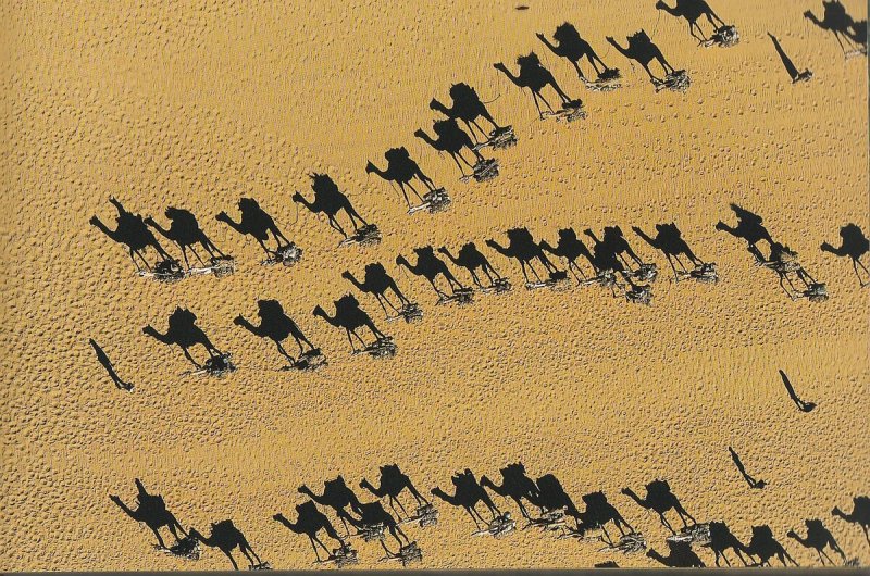 Верблюды в пустыне вид сверху