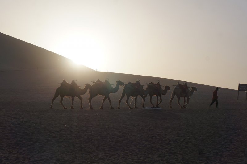 Пустыня песок верблюд