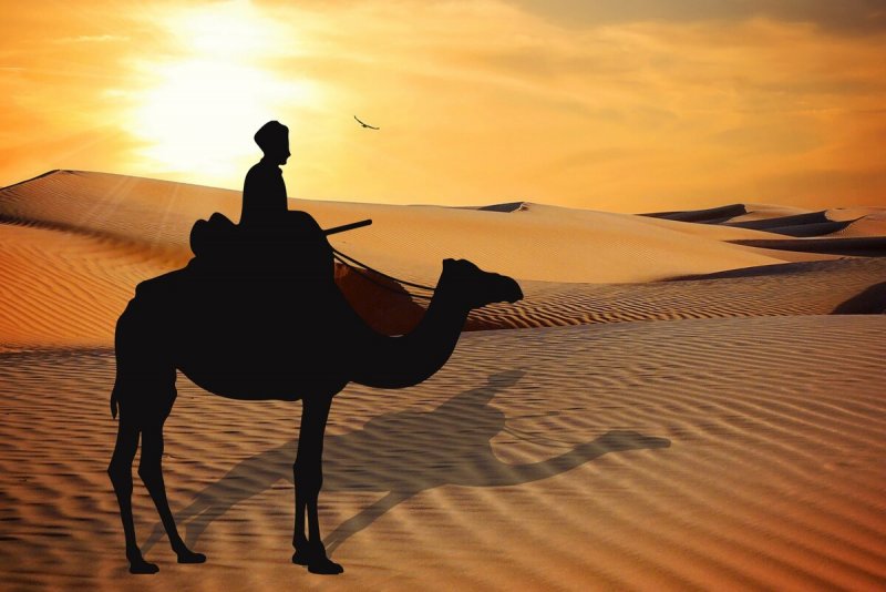 9 Лучших фото года тени верблюдов