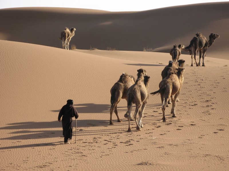 Тени верблюдов в пустыне