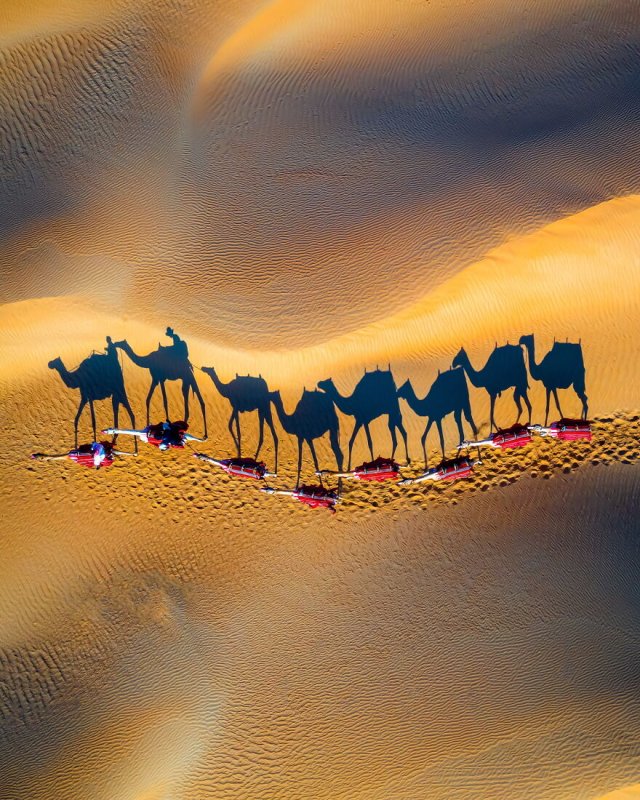 Тени верблюдов в пустыне