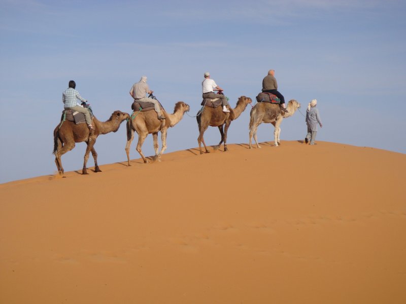 Место остановки верблюдов в пустыне картинки