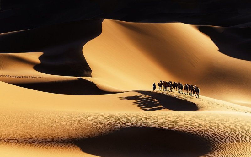 Верблюды в пустыне в далеке