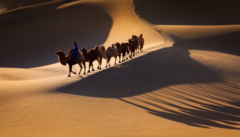 Пустыня Каракум с верблюдом
