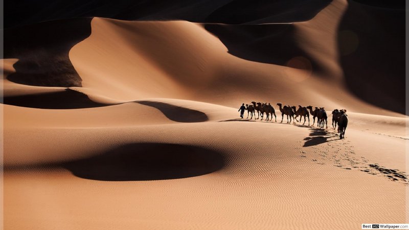 Караван верблюдов-бактрианов в степи