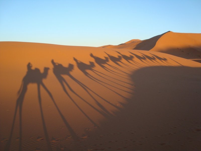 На карантине маленькие верблюжьи тени