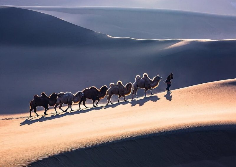 Фото Верблюды в пустыне тени