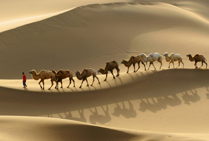 На верблюде по пустыне