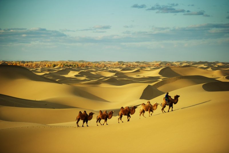 Пустыня сахара Караван верблюдов