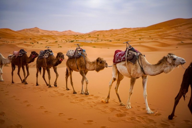 Марокко Верблюды